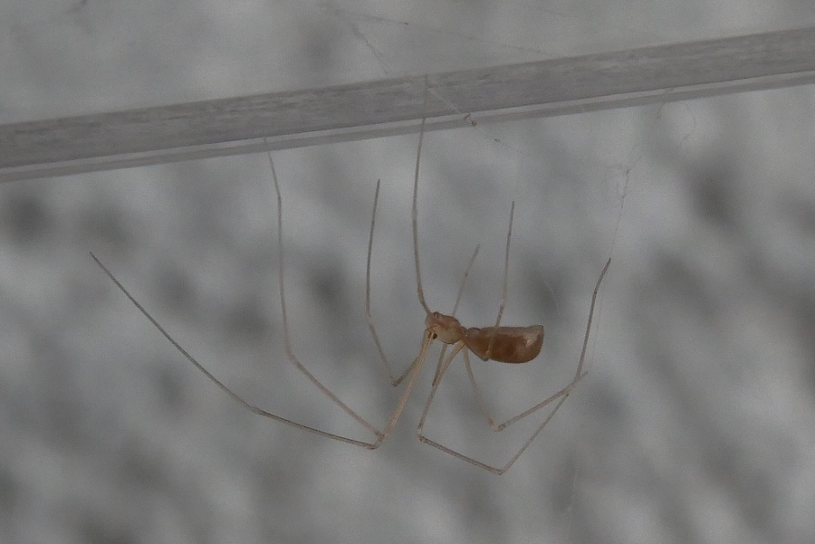 Pholcus phalangioides - Sassoferrato (AN)